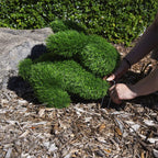 14 Lapin de jardin