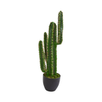 Cactus à flèche azur de 2,5 pieds