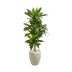 Dracaena en argile Verdana de 1,20 m avec jardinière couleur sable